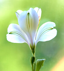 alstroemeria flower growing in a greenhouse