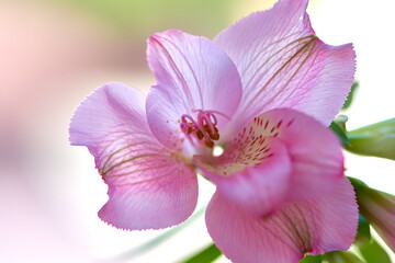 alstroemeria flower growing in a greenhouse