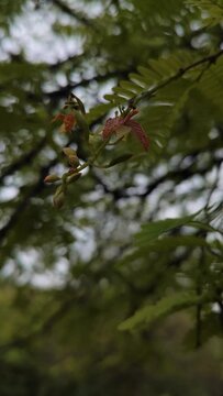 Macro view of Tamarind Tree leaves and flowers