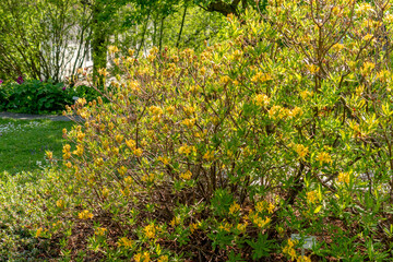 Obraz premium Yellow azalea or Rhododendron Luteum plant in Saint Gallen in Switzerland