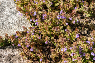 Ground ivy or Glechoma Hederacea plant in Saint Gallen in Switzerland