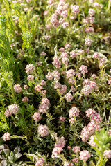 Catsfoot or Antennaria Dioica plant in Saint Gallen in Switzerland