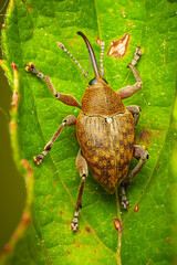 Käfer Eichelbohrer Curculio glandium makro