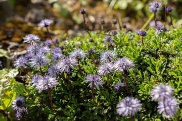 Globularia Repens plant in Saint Gallen in Switzerland