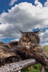 Missmutige Maine Coon Katze getigert Portrait