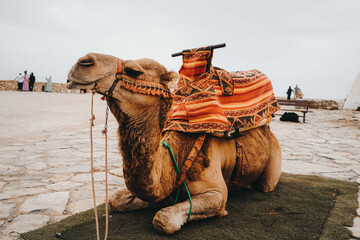  Camel resting in Oufela old city high kasbah in a mountain top in Agadir, Morocco 
