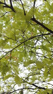 tamarind tree leaves and flowers ,handheld