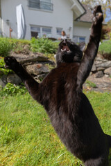 Kleien schwarze Katze springt hoch