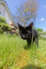 Kleine schwarze Katze tigert durch den Garten