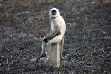 Singe Langur dans le parc national de Tadoba, Etat du Maharashtra, Inde