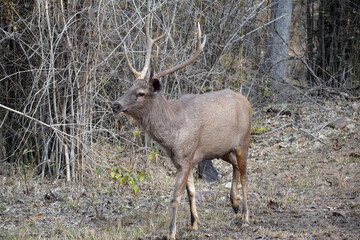Cerf de Duvaucel ou Barasingha (Rucervus duvaucelii) dans le parc national de Tadoba, État du Maharashtra, Inde