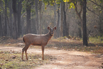 Cerf de Duvaucel ou Barasingha (Rucervus duvaucelii) dans le parc national de Tadoba, État du Maharashtra, Inde