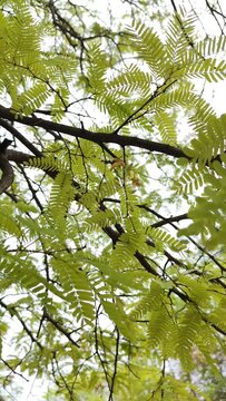 Beautiful leaves and yellow flowers of tamarind tree. arc shot