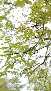 Tamarind green leaves background with flowers , smooth cinematic shot