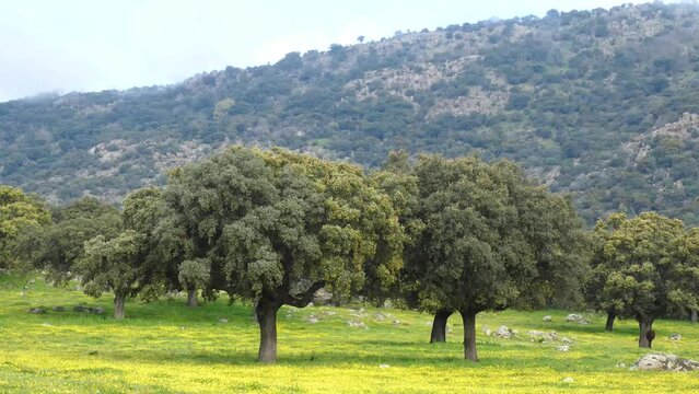 Video of the Extremadura pasture with its green meadows and centuries-old oaks at the beginning of spring.