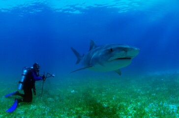 Fototapeta premium Tiger Shark And Scuba Diver