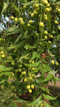 Neam Tree with green fruits ,close up view shot