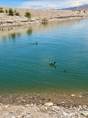 Young ducks swim in a Las Vegas desert lake