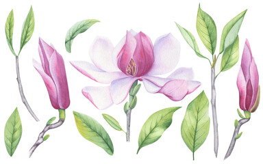 Watercolor set of magnolia flower, leaves and buds. A blooming flower.