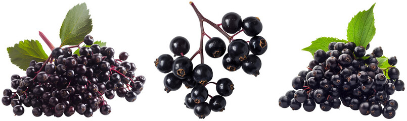 Set of three bunches of elderberries isolated on a white background