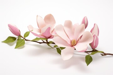 Obraz premium A branch of pink magnolia with green leaves isolated on a white background. Generative AI