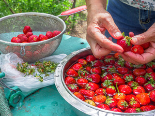 Female hands washing fresh ripe strawberries in a bowl of water standing on a lid of an old-fashioned well. Skimmer full of berries standing nearby. Healthy eco food concept.