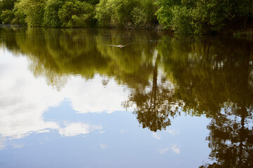Lake, trees and duck. Several trees and clouds are reflected in the calm waters of a lake
