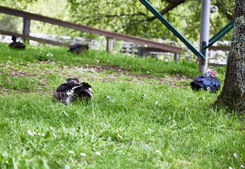 Duck in a garden. A duck rests while looking at the photographer, while a turkey appears in the background, out of focus