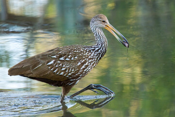 Limpkin walking in water with clam in mouth