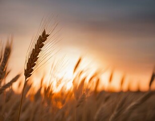 spike of wheat against sunset background