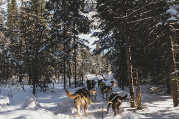 Dog sledding in Northern Quebec, Canada