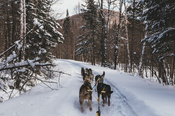 Dog sledding in Northern Quebec, Canada