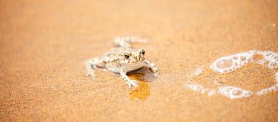 The frog sits on the sand on the shore of the lake. Beautiful wildlife landscape with place for...