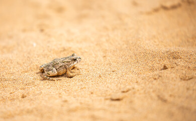 The frog sits on the sand on the shore of the lake. Beautiful wildlife landscape with place for text. The concept of protecting wildlife and ecology.