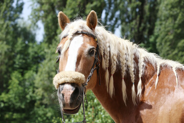 Portrait of a purebred horse outdoors. Extreme closeup of a purebred domestic horse. Equestrian...