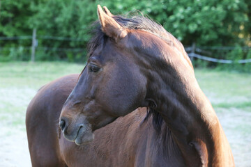 Portrait of a purebred horse outdoors. Extreme closeup of a purebred domestic horse. Equestrian life.
