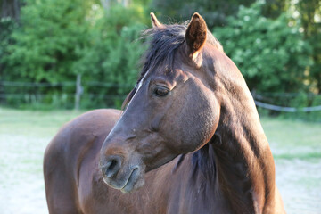 Obraz premium Portrait of a purebred horse outdoors. Extreme closeup of a purebred domestic horse. Equestrian life.