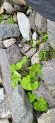 Greenery and Rocks from Austria