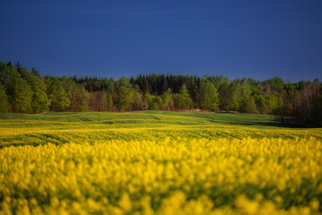 Obraz premium Rzepak