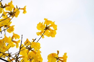 A tree with yellow flowers is in the foreground