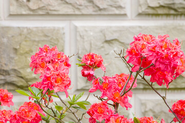red flowers of azalea on a white wall. close - up.