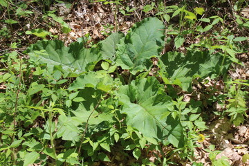 green leaves in the garden