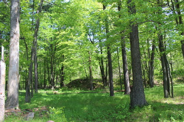 Obraz premium forest in the morning