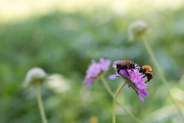Two bumblebees in morning dew on flower