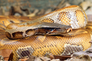 Blood Python