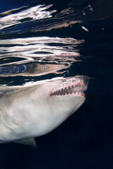 Fototapeta premium Shark Jaws And Teeth