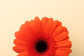 Beautiful orange gerbera flower on beige background, top view