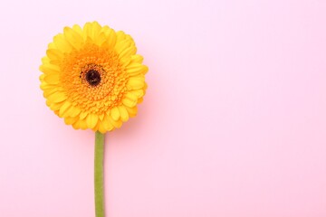Beautiful yellow gerbera flower on pink background, top view. Space for text