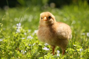 Cute chick on green grass outdoors, closeup. Baby animal