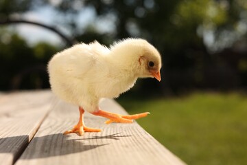 Cute chick on wooden surface on sunny day, closeup. Baby animal